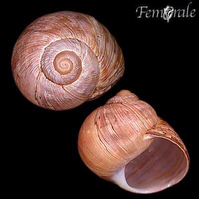 Image of Helix Linnaeus 1758