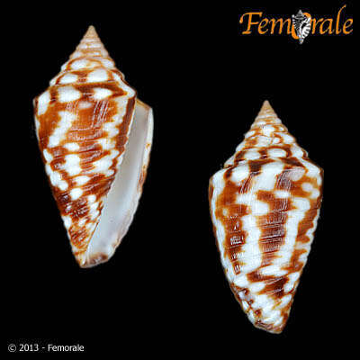 Image of Conasprella jaspidea (Gmelin 1791)