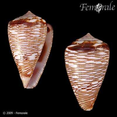 Image de Conus crotchii Reeve 1849