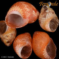 Image de Phasianellidae Swainson 1840