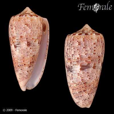 صورة Conus Linnaeus 1758