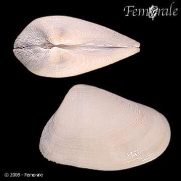 Image of Donacidae J. Fleming 1828