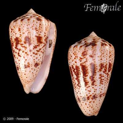 Image of cone snails