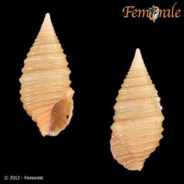 Image of Turridae H. Adams & A. Adams 1853