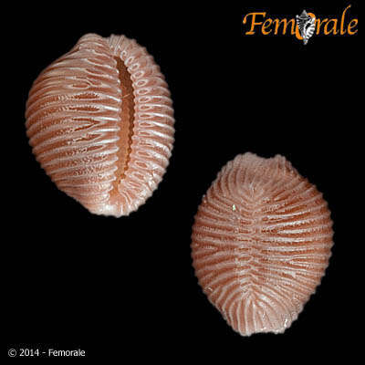 Image of Pseudopusula Fehse & Grego 2014