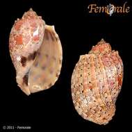 Image of Harp Snails