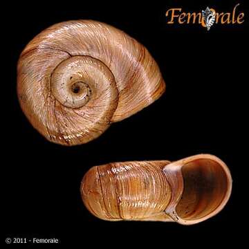 Image of ramshorn snails