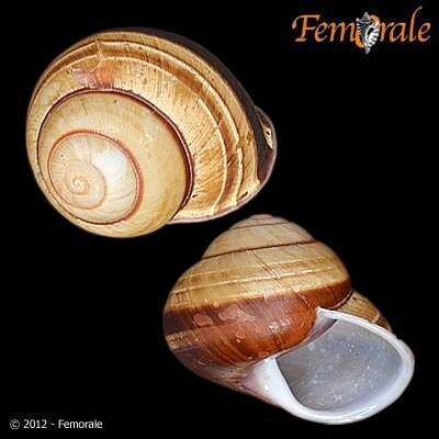 Image of bush snails