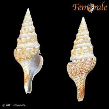 Plancia ëd Turridae H. Adams & A. Adams 1853