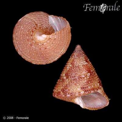 Image of Calliostoma viscardii Quinn 1992