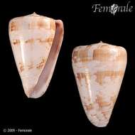 Conus venulatus Hwass ex Bruguière 1792的圖片