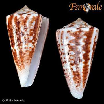 Image of Conus lemniscatus Reeve 1849