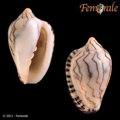 Image of Marginella Lamarck 1799