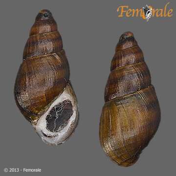 Image of unclassified Gastropoda