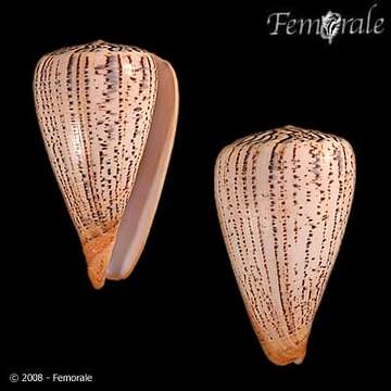 Image of cone snails