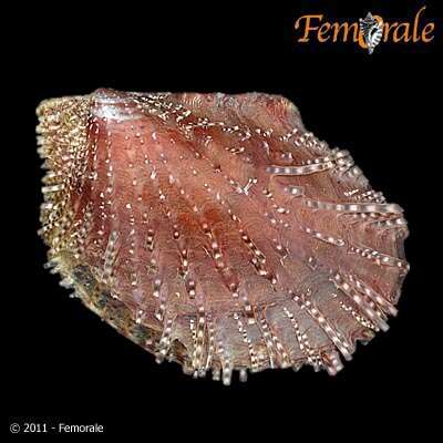 Image de Pterioidea Gray 1847