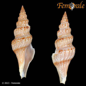 Image of Fusiturridae Abdelkrim, Aznar-Cormano, Fedosov, Kantor, Lozouet, Phuong, Zaharias & Puillandre 2018