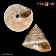 صورة Calliostomatidae Thiele 1924