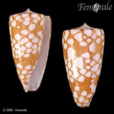 Image of Conus cordigera G. B. Sowerby II 1866