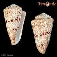 Image of cone snails