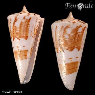 Image of Conus bayani Jousseaume 1872