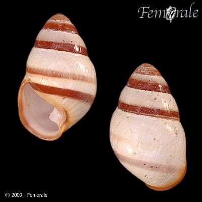 Image of Achatinella