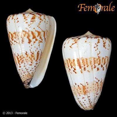 Image of cone snails