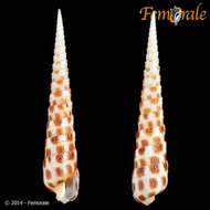 Image of Needle Whelks