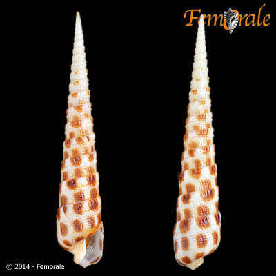 Image of Needle Whelks