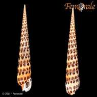 Image of Needle Whelks