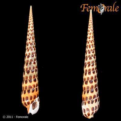 Image of Needle Whelks