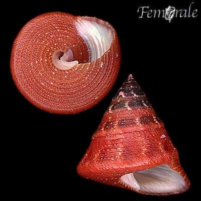 صورة Calliostomatidae Thiele 1924