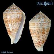 Image of cone snails