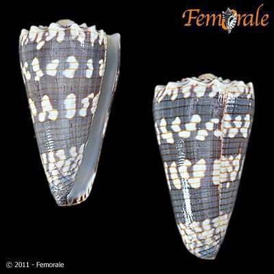 Image de Conus zonatus Hwass ex Bruguière 1792