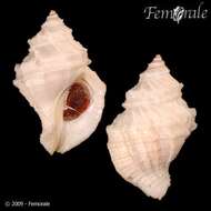 Image of dog whelks