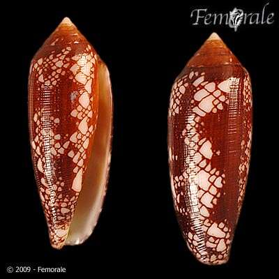 Image of Conus Linnaeus 1758