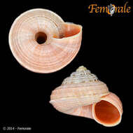 Image of Pomatiidae