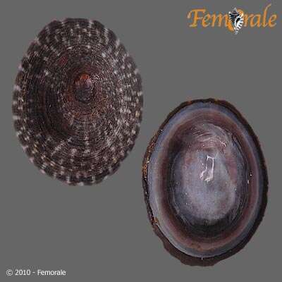 Image of tortoiseshell limpets