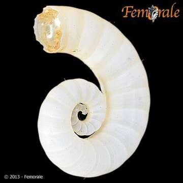 Image of ram's horn shell