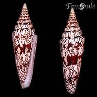 Image of cone snails