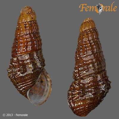 Plancia ëd Pachychilidae