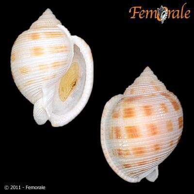 Image of Semicassis bisulcatum japonica (Reeve 1848)