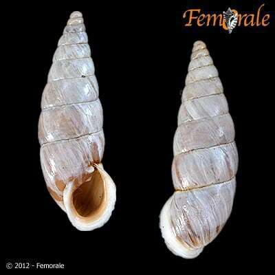 صورة Buliminidae