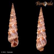 Image of Needle Whelks