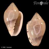 Image of Marginella Lamarck 1799