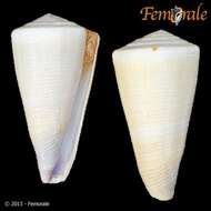 Image of cone snails