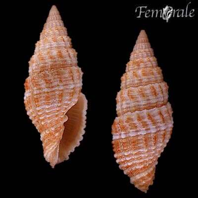 Image de Turbinelloidea Rafinesque 1815