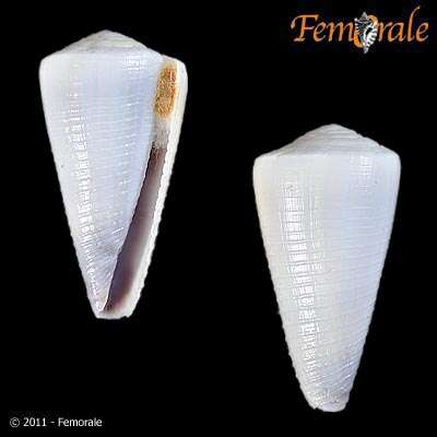 Image of cone snails