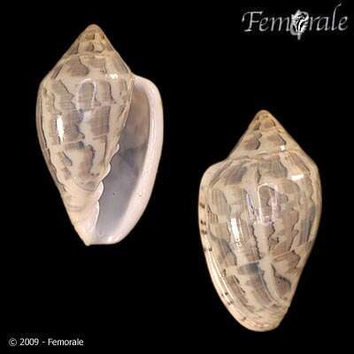 Image of Marginella Lamarck 1799