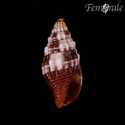 Слика од Turbinelloidea Rafinesque 1815